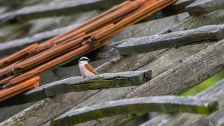 Tövisszúró gébics (Lanius collurio) - Megpihenve